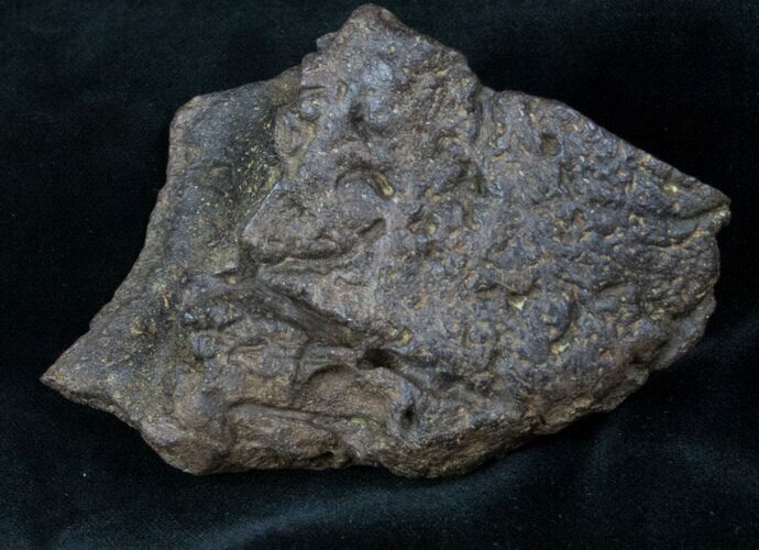 x Triceratops Head Shield Section - Montana #12907